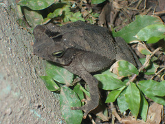 Rhinella alata
