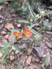 Sphaeralcea ambigua
