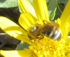 Lasioglossum