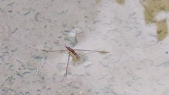 Aquarius paludum paludum