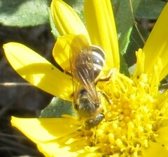 Lasioglossum