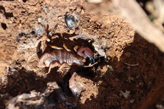 Urodacus manicatus