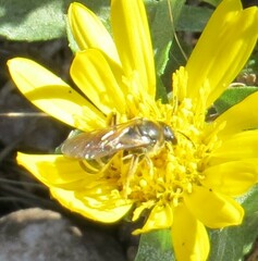 Lasioglossum