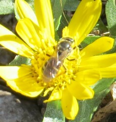 Lasioglossum