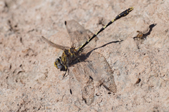 Progomphus borealis