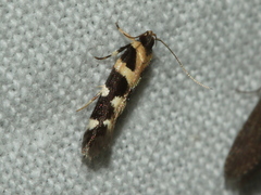 Macrobathra bigerella