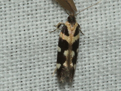 Macrobathra bigerella