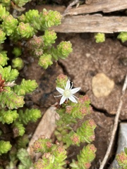 Sedum moranense