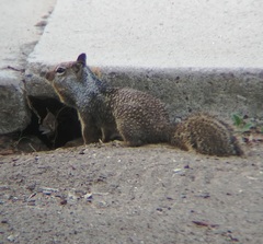 Otospermophilus beecheyi