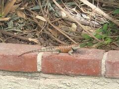 Sceloporus uniformis