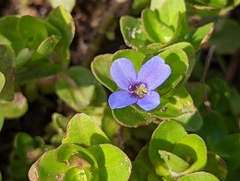 Bacopa caroliniana
