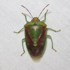 Banasa subcarnea