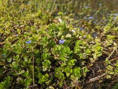 Bacopa caroliniana