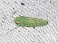 Rugosana