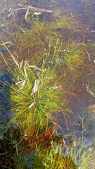 Schoenus maschalinus