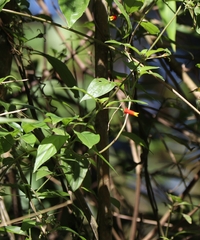 Manettia luteorubra