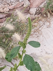Amaranthus