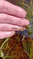 Schoenus maschalinus