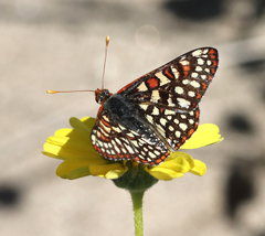 Euphydryas chalcedona hennei
