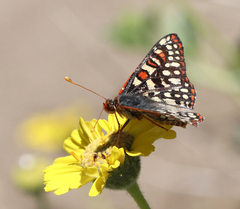 Euphydryas chalcedona hennei