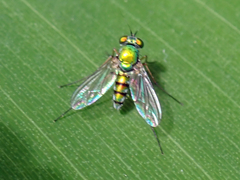 Chrysosomatini