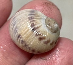 Natica broderipiana