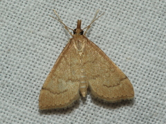 Metasia dicealis