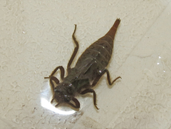Arigomphus