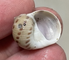 Natica broderipiana