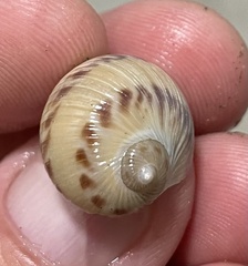 Natica broderipiana
