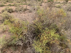 Allenrolfea occidentalis