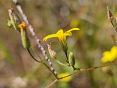 Croptilon divaricatum