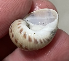 Natica broderipiana