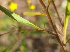 Croptilon divaricatum