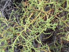 Allenrolfea occidentalis