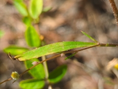 Croptilon divaricatum