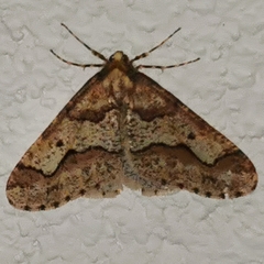 Erannis defoliaria
