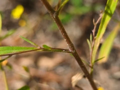 Croptilon divaricatum