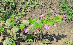 Cuphea carthagenensis