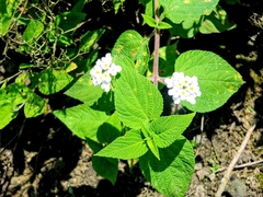 Lantana velutina