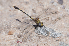 Progomphus borealis
