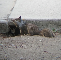 Otospermophilus beecheyi