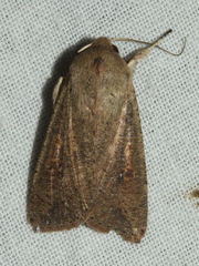 Mythimna convecta