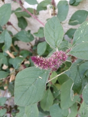 Amaranthus