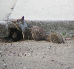 Otospermophilus beecheyi