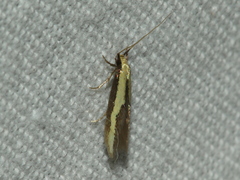 Opogona stenocraspeda