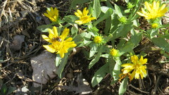 Grindelia squarrosa