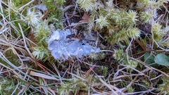 Peltigera rufescens