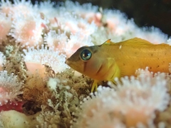 Notoclinops yaldwyni