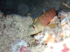 Notoclinops yaldwyni